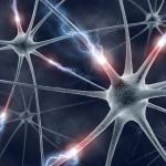 brain
