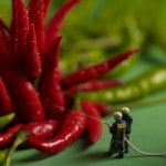 Piment-rouge1