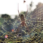 spider