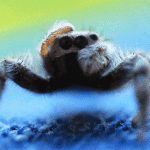 spider