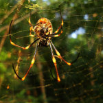 spider2
