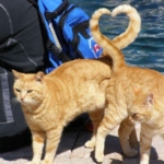 perfect-timing-catails