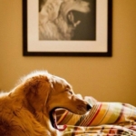 perfect-timing-dog