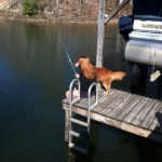 perfect-timing-dog-fish