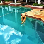perfect-timing-dog-walkerwater