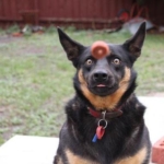 perfect-timing-dogtreat