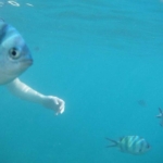 perfect-timing-fishface