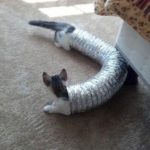 perfect-timing-kittens