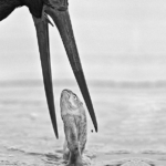 perfect-timing-pelican
