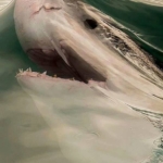 perfect-timing-shark