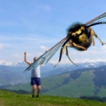 perfectly-timed-bumblebee