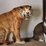 perfectly-timed-tigerstatue
