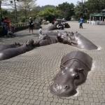 Hippos