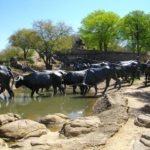 cattle-drive