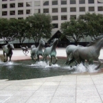 mustangs