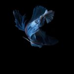 siamese-fighting-fish-visarute-angkatavanich-04