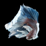 siamese-fighting-fish-visarute-angkatavanich-14