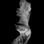 siamese-fighting-fish-visarute-angkatavanich-16