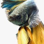 siamese-fighting-fish-visarute-angkatavanich-17