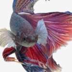 siamese-fighting-fish-visarute-angkatavanich-18
