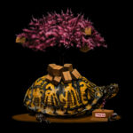 Fragile 12×12 (2012)