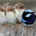 198600-superb-fairy-wren-male