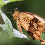 African_swallowtail_butterfly