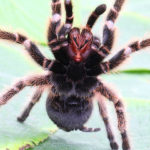 animals-Tarantula-slide3-web