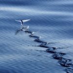 flying-fish-12