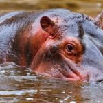 hippo-3