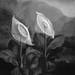 domonkos-5