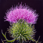 eric-wert-bull-thistle-4-x-4-oil-on-panel