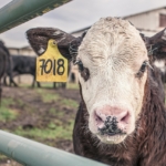 calf-362170_1280