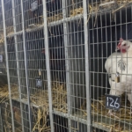 chicken-678203_1280