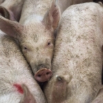 12 Upsetting Facts About the U.S. Meat Industry