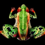 o-body-painting-570
