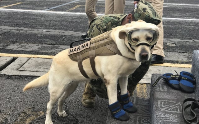 This Awesome Rescue Dog Saved Dozens of Lives After Mexico City’s Earthquake