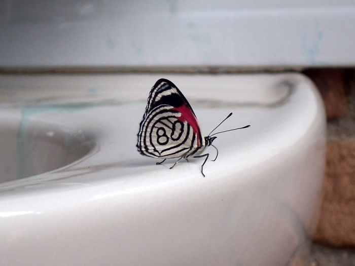 80butterfly