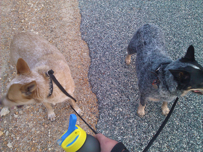dogs-blend-pavement