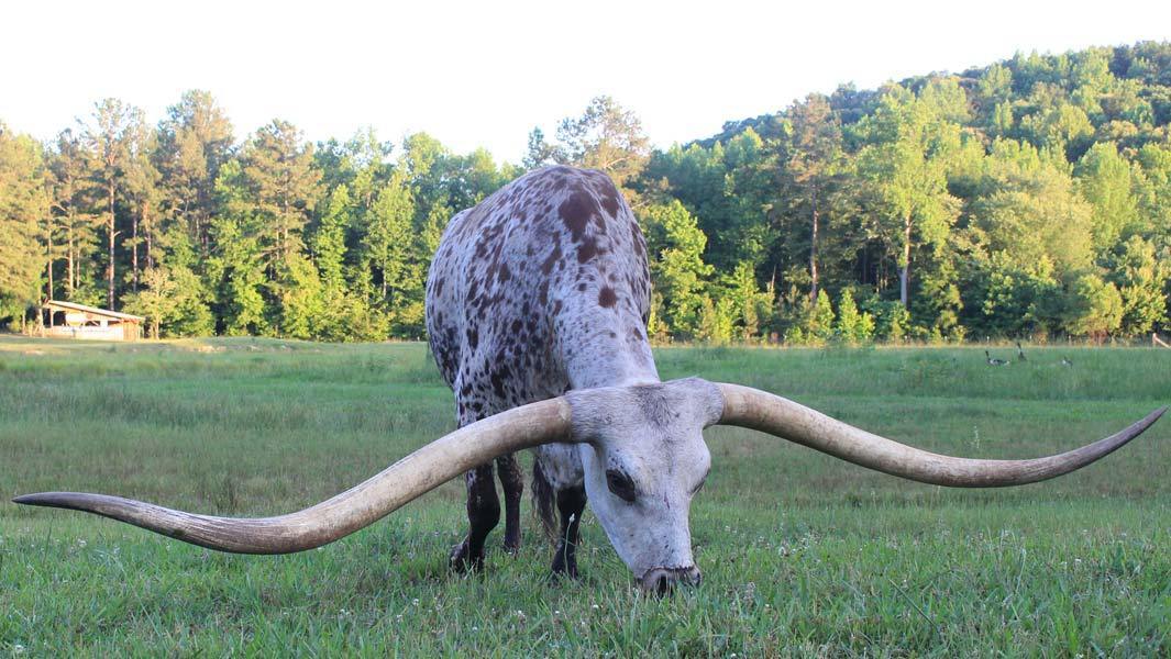 longhorn