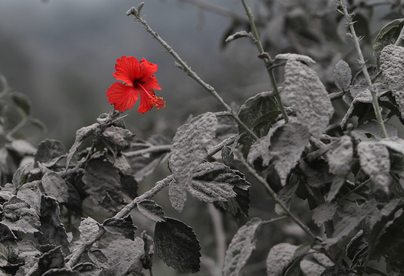 ash-flower