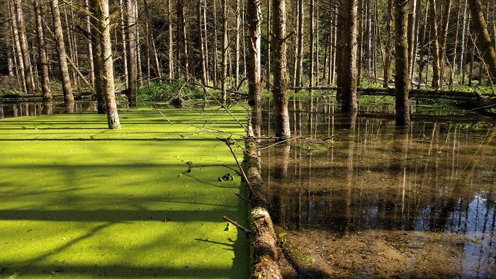 duckweed-tree