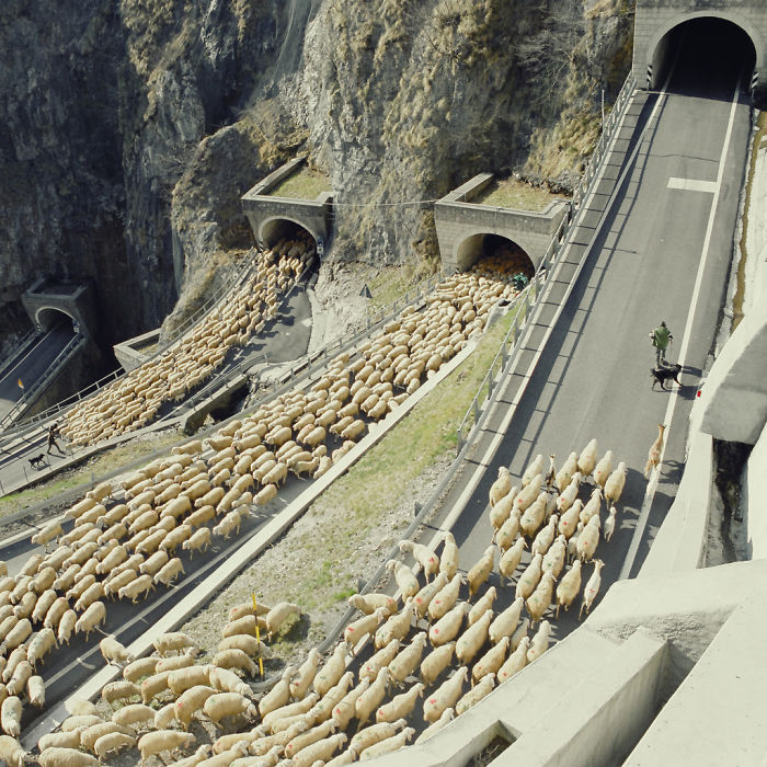 sheep-italy