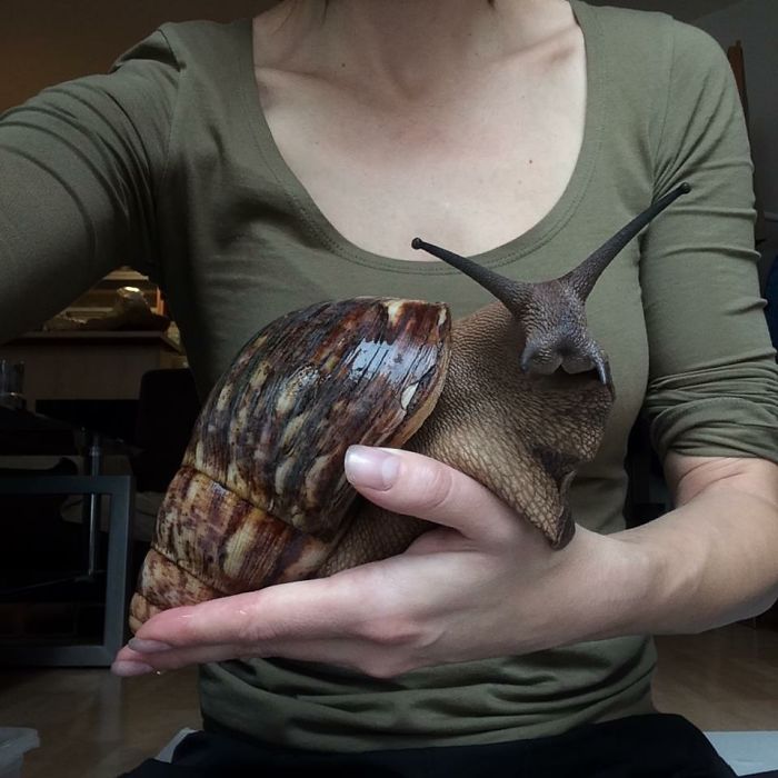 giantsnail