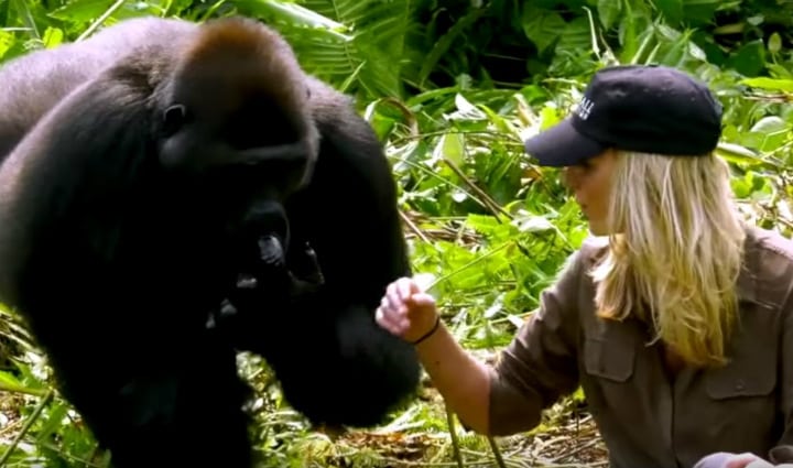 husband-introduces-wife-to-gorillas-he-raised-post-slide-30-youtube-aspinall