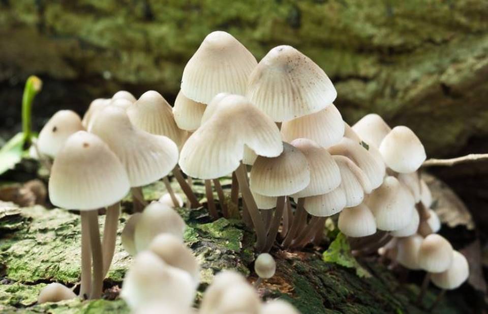 Shroom 960